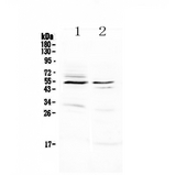 VIPR1 Antibody - Western blot - Anti-VIP Receptor 1 Picoband antibody