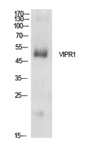 VIPR1 Antibody - Western Blot analysis of extracts from HepG2 cells using VIPR1 Antibody.