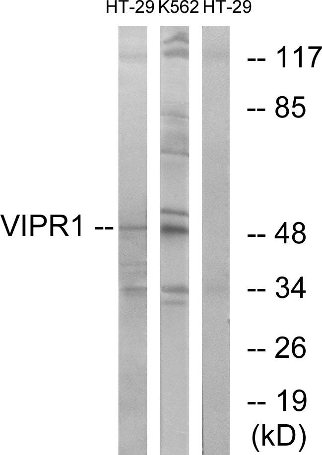 VIPR1 Antibody - Western blot analysis of extracts from HT-29 cells and K562 cells, using VIPR1 antibody.