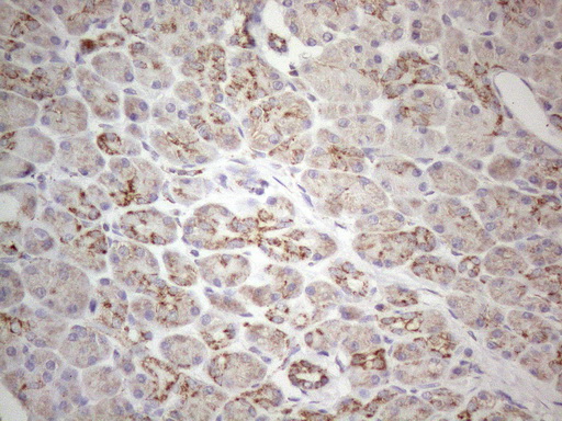 VISA / MAVS Antibody - Immunohistochemical staining of paraffin-embedded Human pancreas tissue within the normal limits using anti-MAVS mouse monoclonal antibody. (Heat-induced epitope retrieval by 1mM EDTA in 10mM Tris buffer. (pH8.5) at 120°C for 3 min. (1:150)
