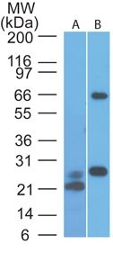 VISA / MAVS Antibody - Western Blot: MAVS Antibody (58N3B6) - Analysis of A) partial recombinant protein and B) human HeLa lysate using MAVS antibody at 0.1 ug/ml and 2 ug/ml, respectively. Goat anti-mouse Ig HRP secondary antibody and PicoTect ECL substrate solution were used for this test.  This image was taken for the unconjugated form of this product. Other forms have not been tested.