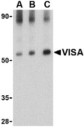 VISA / MAVS Antibody - Western blot of rat brain lysate probed with Rabbit anti-Human VISA at 0.5(A), 1(B) and 2(C) ug/ml