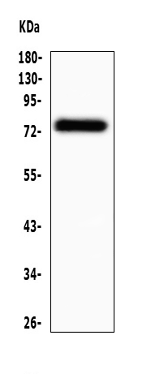 VISA / MAVS Antibody - Western blot analysis of MAVS using anti-MAVS antibody. Electrophoresis was performed on a 5-20% SDS-PAGE gel at 70V (Stacking gel) / 90V (Resolving gel) for 2-3 hours. The sample well of each lane was loaded with 50ug of sample under reducing conditions. Lane 1: human placenta tissue lysate. After Electrophoresis, proteins were transferred to a Nitrocellulose membrane at 150mA for 50-90 minutes. Blocked the membrane with 5% Non-fat Milk/ TBS for 1.5 hour at RT. The membrane was incubated with rabbit anti-MAVS antigen affinity purified polyclonal antibody at 0.5 µg/mL overnight at 4°C, then washed with TBS-0.1% Tween 3 times with 5 minutes each and probed with a goat anti-rabbit IgG-HRP secondary antibody at a dilution of 1:10000 for 1.5 hour at RT. The signal is developed using an Enhanced Chemiluminescent detection (ECL) kit with Tanon 5200 system. A specific band was detected for MAVS at approximately 75KD. The expected band size for MAVS is at 57KD.