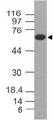 VISA / MAVS Antibody - Fig-1: Western blot analysis of MAVS. Anti-MAVS antibody was used at 0.5 µg/ml on MCF-7 lysate.