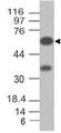 VISA / MAVS Antibody - Fig-1: Western blot analysis of MAVS. Anti-MAVS antibody was used at 0.5 µg/ml on MCF-7 lysate.