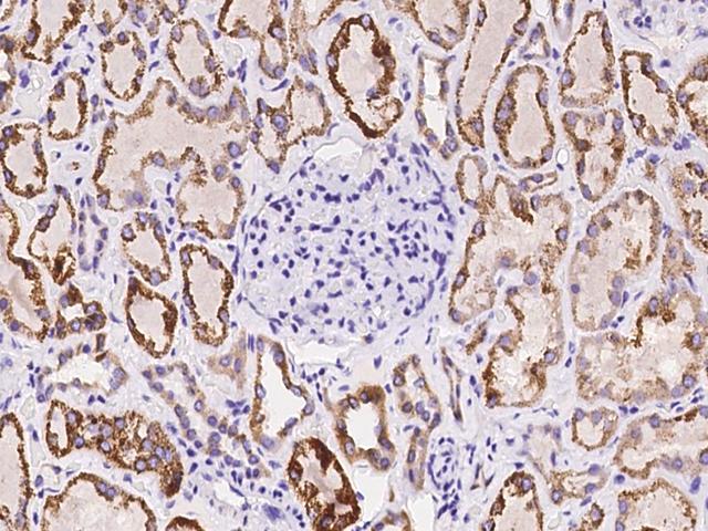 VISA / MAVS Antibody - Immunochemical staining of human MAVS in human kidney with rabbit polyclonal antibody at 1:100 dilution, formalin-fixed paraffin embedded sections.