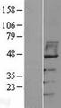 VISA / MAVS Protein - Western validation with an anti-DDK antibody * L: Control HEK293 lysate R: Over-expression lysate