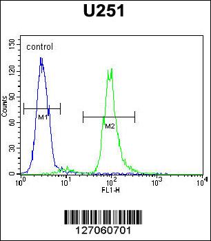 VIT Antibody - VITRN Antibody flow cytometry of U251 cells (right histogram) compared to a negative control cell (left histogram). FITC-conjugated goat-anti-rabbit secondary antibodies were used for the analysis.