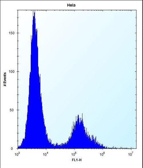 Vitamin D Receptor / VDR Antibody - VDR Antibody flow cytometry of HeLa cells (right histogram) compared to a negative control cell (left histogram). FITC-conjugated donkey-anti-rabbit secondary antibodies were used for the analysis.