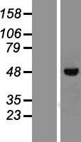Vitamin D Receptor / VDR Protein - Western validation with an anti-DDK antibody * L: Control HEK293 lysate R: Over-expression lysate