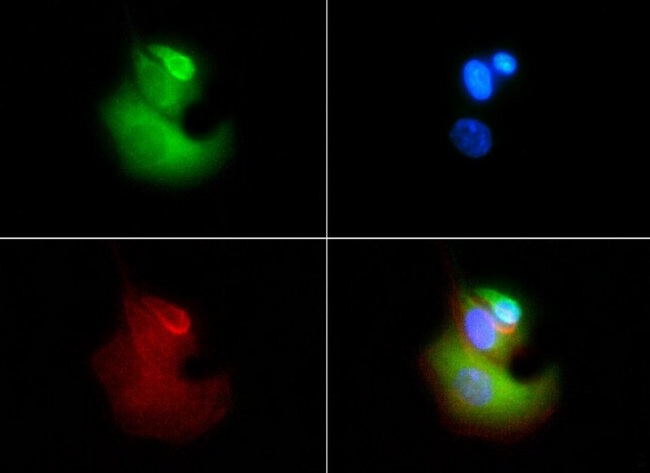 VLDLR Antibody - Immunocytochemistry/Immunofluorescence: VLDL Receptor Antibody (6A6) - VLDL Receptor antibody was tested in HeLa cells with FITC (green). Nuclei and actin were counterstained with Dapi (blue) and Phalloidin (red).  This image was taken for the unconjugated form of this product. Other forms have not been tested.
