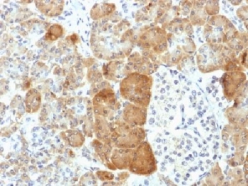 VLDLR Antibody - IHC testing of FFPE human pancreas with VLDL Receptor antibody (clone VLDLR/1337). HIER: boil tissue sections in 10mM Tris with 1mM EDTA, pH 9 for 10-20 min followed by cooling at RT for 20 min.