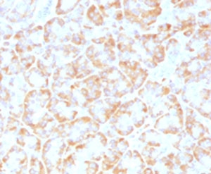 VLDLR Antibody -  This image was taken for the unmodified form of this product. Other forms have not been tested.