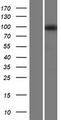 VLDLR Protein - Western validation with an anti-DDK antibody * L: Control HEK293 lysate R: Over-expression lysate