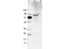 VlsE Antibody - Western blot showing detection of 0.1 µg of recombinant VlsE protein. Lane 1: Molecular weight markers. Lane 2: MBP-VlsE fusion protein (arrow; expected MW: 78.8 kDa). Lane 3: MBP alone. Protein was run on a 4-20% gel, then transferred to 0.45 µm nitrocellulose. After blocking with 1% BSA-TTBS overnight at 4°C, primary antibody was used at 1:1000 at room temperature for 30 min. HRP-conjugated Goat-Anti-Rabbit secondary antibody was used at 1:40,000 in MB-070 blocking buffer and imaged on the VersaDoc MP 4000 imaging system (Bio-Rad).