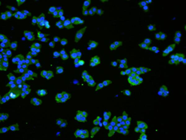 VMA21 / XMEA Antibody - Immunofluorescence analysIs ofNCCIT cell using VMA21 Polyclonal Antibody at dilution of 1:50