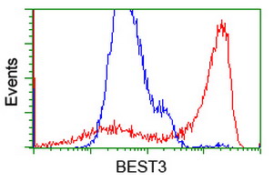 VMD2L3 / BEST3 Antibody - HEK293T cells transfected with either overexpress plasmid (Red) or empty vector control plasmid (Blue) were immunostained by anti-BEST3 antibody, and then analyzed by flow cytometry.