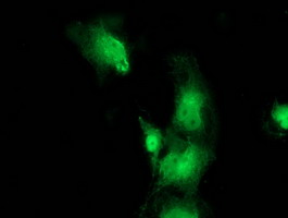 VMD2L3 / BEST3 Antibody - Anti-BEST3 mouse monoclonal antibody immunofluorescent staining of COS7 cells transiently transfected by pCMV6-ENTRY BEST3.