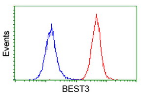VMD2L3 / BEST3 Antibody - Flow cytometry of HeLa cells, using anti-BEST3 antibody (Red), compared to a nonspecific negative control antibody (Blue).