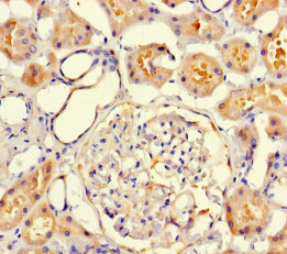 VMO1 Antibody - Immunohistochemistry of paraffin-embedded human kidney tissue using VMO1 Antibody at dilution of 1:100