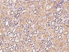 VMO1 Antibody - Immunochemical staining of human VMO1 in human kidney with rabbit polyclonal antibody at 1:100 dilution, formalin-fixed paraffin embedded sections.