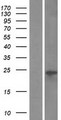 VMO1 Protein - Western validation with an anti-DDK antibody * L: Control HEK293 lysate R: Over-expression lysate