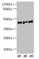 VN1R2 Antibody - Western blot All lanes: VN1R2 antibody at 2µg/ml Lane 1: Hela whole cell lysate Lane 2: A549 whole cell lysate Lane 3: HepG2 whole cell lysate Secondary Goat polyclonal to rabbit IgG at 1/10000 dilution Predicted band size: 45 kDa Observed band size: 45 kDa