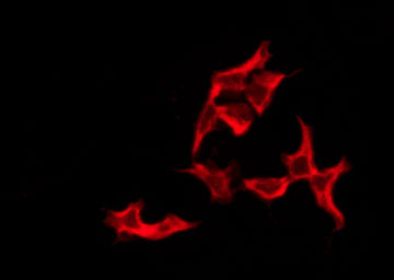 VN1R4 Antibody - Staining HeLa cells by IF/ICC. The samples were fixed with PFA and permeabilized in 0.1% Triton X-100, then blocked in 10% serum for 45 min at 25°C. The primary antibody was diluted at 1:200 and incubated with the sample for 1 hour at 37°C. An Alexa Fluor 594 conjugated goat anti-rabbit IgG (H+L) Ab, diluted at 1/600, was used as the secondary antibody.