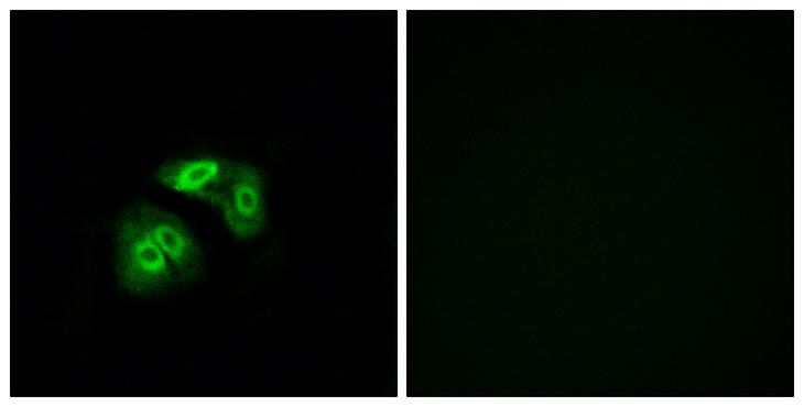 VN1R5 Antibody - Peptide - + Immunofluorescence analysis of A549 cells, using VN1R5 antibody.