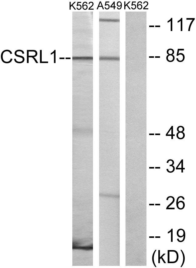 VN2R1P Antibody - Western blot analysis of extracts from K562 cells and A549 cells, using CSRL1 antibody.