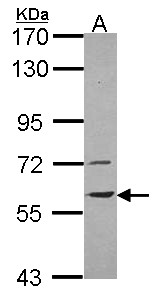 VNN1 Antibody - Sample (30 ug of whole cell lysate). A: H1299. 7.5% SDS PAGE. vanin-1 antibody. VNN1 antibody diluted at 1:1000.