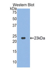 VNN1 Antibody - Western blot of recombinant VNN1.  This image was taken for the unconjugated form of this product. Other forms have not been tested.