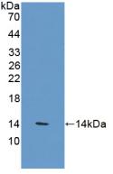 VNN1 Antibody - Western Blot; Sample: Recombinant VNN1, Human.