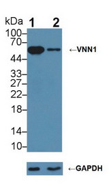 VNN1 Antibody - Knockout Varification: Lane 1: Wild-type BXPC-3 cell lysate; Lane 2: VNN1 knockout BXPC-3 cell lysate; Predicted MW: 57kDa Observed MW: 57kDa Primary Ab: 3µg/ml Rabbit Anti-Human VNN1 Antibody Second Ab: 0.2µg/mL HRP-Linked Caprine Anti-Rabbit IgG Polyclonal Antibody