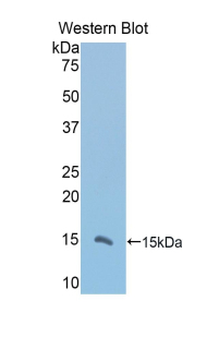 VNN1 Antibody - Western blot of recombinant VNN1.  This image was taken for the unconjugated form of this product. Other forms have not been tested.