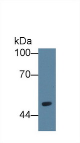 VNN1 Antibody - Western Blot; Sample: Rat Serum; Primary Ab: 1µg/ml Rabbit Anti-Rat VNN1 Antibody Second Ab: 0.2µg/mL HRP-Linked Caprine Anti-Rabbit IgG Polyclonal Antibody