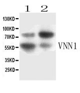 VNN1 Antibody - Western blot - Anti-VNN1 Picoband Antibody
