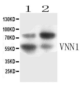 VNN1 Antibody - Western blot - Anti-VNN1 Picoband Antibody