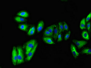 VNN1 Antibody - Immunofluorescent analysis of HepG2 cells at a dilution of 1:100 and Alexa Fluor 488-congugated AffiniPure Goat Anti-Rabbit IgG(H+L)