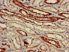 VNN1 Antibody - Immunohistochemistry image of paraffin-embedded human kidney tissue at a dilution of 1:100