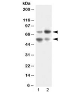 VNN1 Antibody - Western blot testing of human 1) SKOV3 and 2) HeLa lysate with VNN1 antibody at 0.5ug/ml. Expected molecular weight: ~56 kDa (unmodified) and ~70 kDa (glycosylated).