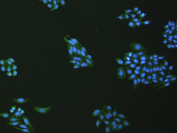 VNN1 Antibody - Immunofluorescence analysis of hepG2 cell  using VNN1 Polyclonal Antibody at dilution of 1:100