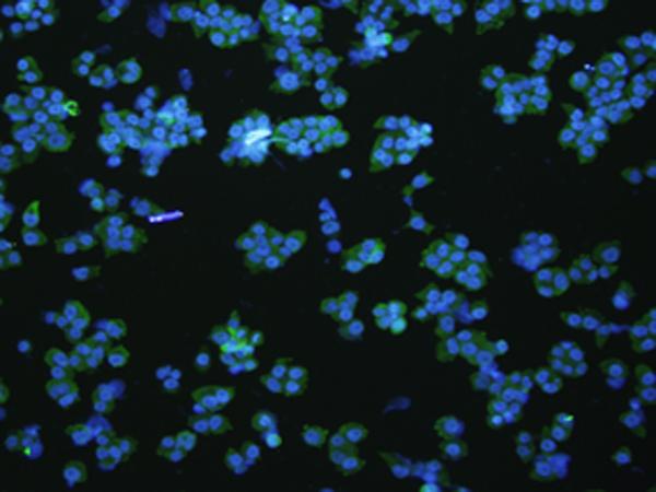 VNN1 Antibody - Immunofluorescence analysIs of NCCIT cell  using VNN1 Polyclonal Antibody at dilution of 1:100