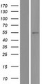VNN2 Protein - Western validation with an anti-DDK antibody * L: Control HEK293 lysate R: Over-expression lysate