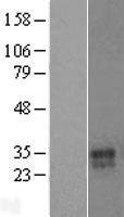 VNN3 Protein - Western validation with an anti-DDK antibody * L: Control HEK293 lysate R: Over-expression lysate