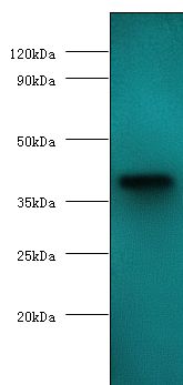 VP3 / Apoptin Antibody - western blot All lanes: Chicken anemia virus apoptin antibody at 2 ug/ml+GST-Apoptin fusion protein at 0.4ug. Secondary antibody: Goat polyclonal to rabbit at 1:10000 dilution. Predicted band size: 40 kDa. Observed band size: 40 kDa.  This image was taken for the unconjugated form of this product. Other forms have not been tested.