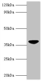 VP3 / Apoptin Antibody - Western blot All lanes: Chicken anemia virus apoptin antibody at 2µg/ml + GST-Apoptin fusion protein at 0.4µg Secondary Goat polyclonal to rabbit IgG at 1/10000 dilution Predicted band size: 40 kDa Observed band size: 40 kDa