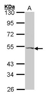 VPAC2 / VIPR2 Antibody - Sample (30 ug of whole cell lysate). A: Hela. 10% SDS PAGE. VPAC2 / VIPR2 antibody diluted at 1:1000.
