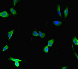 VPRBP Antibody - Immunofluorescent analysis of Hela cells diluted at 1:100 and Alexa Fluor 488-congugated AffiniPure Goat Anti-Rabbit IgG(H+L)