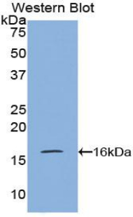 VPREB1 / CD179A Antibody - Western blot of recombinant VPREB1 / CD179A.  This image was taken for the unconjugated form of this product. Other forms have not been tested.